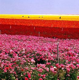 传闻：《极限竞速：地平线5》PS5版移植已完成